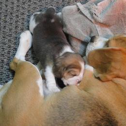 Beagle Puppies from Alpenglow Beagles