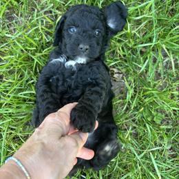 Elliott - Black male Cockapoo puppy in Marietta, South Carolina from River Falls Cockapoos