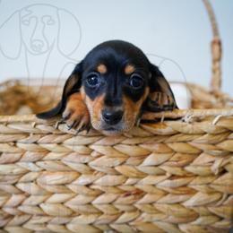 Blue Jay - Black and tan female Dachshund puppy in Temecula, California from Naomi Magee's Dachshund Kennel