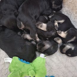 Miniature Schnauzer Puppies from Julie Moore's Miniature Schnauzers