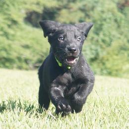 Mr. Lime Green Collar - Black Male - Black male Labrador Retriever puppy in Johnston, South Carolina from Dry Pond Retrievers, LLC