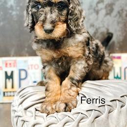Ferris - Merle male Goldendoodle puppy in Pasco, Washington from Camp Doodle Woods