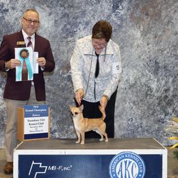 Tessa - Chihuahua
