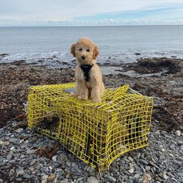Goldendoodle Puppies from MidCoast Doodles (formerly Marriottsville Ridge Farm)
