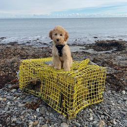 Goldendoodle Puppies from MidCoast Doodles (formerly Marriottsville Ridge Farm)