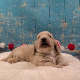 Dachshund puppies from Hot Diggity Doxies of Dothan