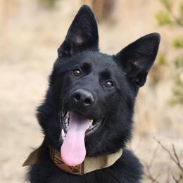 Kali - German Shepherd