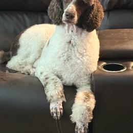 Lulu - Parti female Poodle puppy in Moncks Corner, South Carolina from Charleston Reds Standard Poodles and Whippets