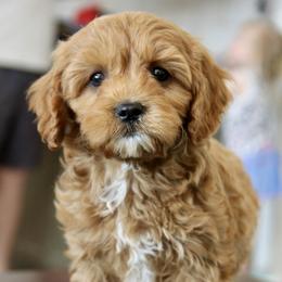 Bernedoodle and Cavapoo Puppies from Lawler’s Legacy Litters