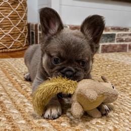 Anastasia (Stacy) - Blue female French Bulldog puppy in Chesnee, South Carolina from Michael & Raisa