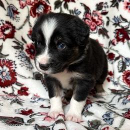 Dallas - Black tri-color male Australian Shepherd puppy in Dardanelle, Arkansas from Whispering Willow Ranch