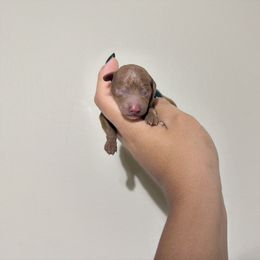 Jay - Red  male Poodle puppy in Miami, Florida from Poodles 4 Life