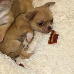 Cooper - Chocolate male Chihuahua puppy in Hampton, Virginia from Chilove Chihuahuas