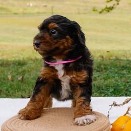 Sofie's Pink Girl - 2 Blue Eyes - Red tri-color female Aussiedoodle puppy in Burkesville, Kentucky from Bline’s Awesome Aussies, Aussiedoodles & Doxies at the Bline Family Farm