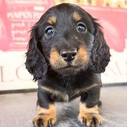 Summer - Black and tan female Dachshund puppy in Sylvania, Alabama from Yancey’s Doxies