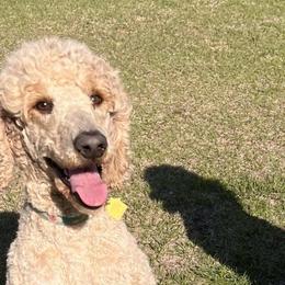 Vannah - Poodle