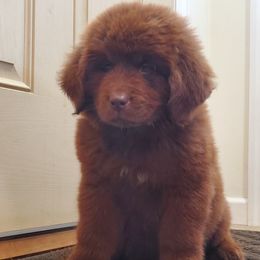 Hazel (Black) - Brown female Newfoundland puppy in Winfield, Pennsylvania from Najuananlo Newfoundlands