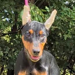 Kraken- Boy orange collar. - Red male German Pinscher puppy in Chatham, Virginia from WMHK9/Roolyn German Pinschers