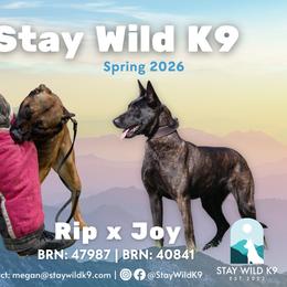 N-Male 3 - Black brindle male Dutch Shepherd puppy in Alum Creek, West Virginia from Stay Wild K9