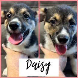 Daisy - Black and tan female Pembroke Welsh Corgi puppy in Dickinson, Texas from Careaga Farms