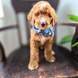 Marlo - Red male Bernedoodle puppy in Wagener, South Carolina from Noble Friend Breeders LLC