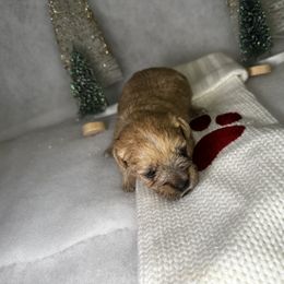 Poodle and Schnoodle Puppies from Bred by Brennen