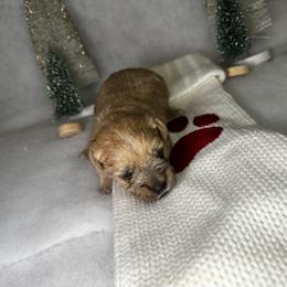 Poodle and Schnoodle Puppies from Bred by Brennen