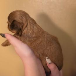 Girl 2 - Liver female Shih Tzu puppy in Norris City, Illinois from Dainty and Darling Shih Tzu