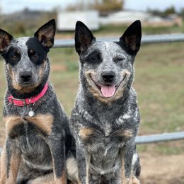 Australian Cattle Dog Puppies from Tin Roof Australian Cattle Dogs
