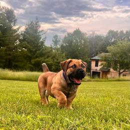 Blue - Brown male Boerboel puppy in Callicoon, New York from Southern Pride Boerboels