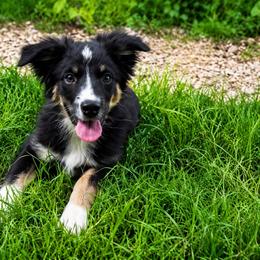 Orion - Black tri male Miniature Australian Shepherd puppy in Macomb, Missouri from Show Me MO Aussies
