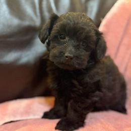 Jazz - Black female Havapoo puppy in Lancaster, South Carolina from 3 Bs Havanese-PUPPIES with  PURPOSE
