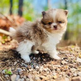 Churro - Chocolate merle male Pomeranian puppy in Buck Valley, Pennsylvania from Buck Valley Pomeranians