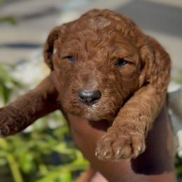 Duchess - Red  female Poodle puppy in Corona, California from Garden Of Poodles