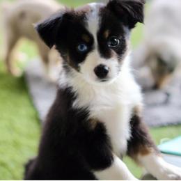 Miniature Australian Shepherd and Toy Australian Shepherd Puppies from Stone & Sage ATX Toy & Mini Aussies