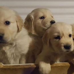 Golden Retriever Puppies from Haven Acre Goldens