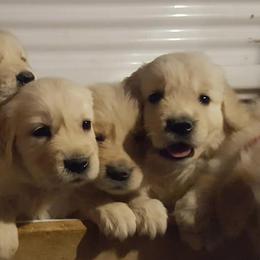 Golden Retriever Puppies from Haven Acre Goldens
