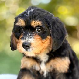 Sunny - Tri-color female Bernedoodle puppy in Highland, Utah from Angel Pups Deluxe