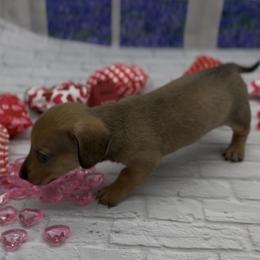 Shaded Cream Smooth Male - Cream male Dachshund puppy in Killeen, Texas from Southern Dachshunds