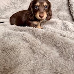 Dachshund Puppies from Silver Sage Dachshunds