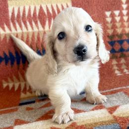 Bubba - Cream male Dachshund puppy in Okeechobee, Florida from HotShot Kennels