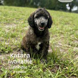 Katara - Brindle female Poodle puppy in Jacksonville, Florida from Creek Side Kennels