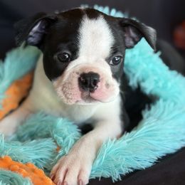 Boston Terrier Puppies from Bluewater Bostons