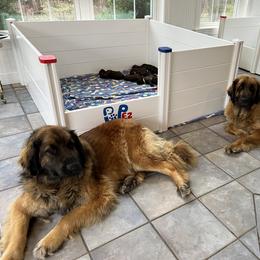 Leonberger and Miniature Australian Shepherd Puppies from Bear Pond Aussies / Leonbergers of Maine