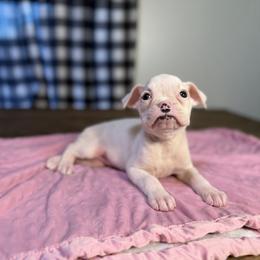 Girl 3 - White female Boxer puppy in Prestonsburg, Kentucky from Bre’s Boxers