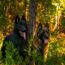 German Shepherd puppies from Sinister Shepherds