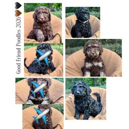 Poodle Puppies from Good Friend Poodles