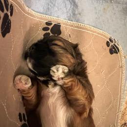 Puppy 1 - Red gold male Lhasa Apso puppy in Simpsonville, South Carolina from Tammy Privette