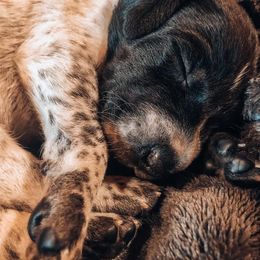 German Shorthaired Pointer Puppies from Southern Lands Kennels