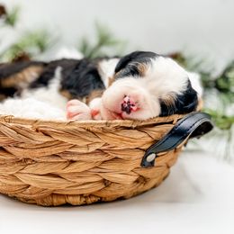 Balsam (Pink Collar) - Black rust and white female Bernese Mountain Dog puppy in Hudson, Indiana from TurkeyCreek-K9